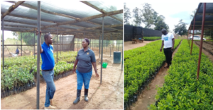 Figure 3: The Nursery bed from which WN-CARD gets tree seedlings to be planted among the communities in partnership with IFMC in Arua and Dragon Yumbe.