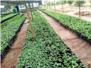 Figure 2: Tree Nursery Bed with the participation of the Community in Arua in partnership with IFMC (Integrated Farm Management Consult)